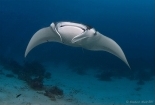 manta ray (1)